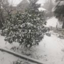Фотография "19 января 2021. Снег в Сочи. Двор уже засыпало снегом."