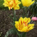 Фотография "Желтые тюльпаны..."