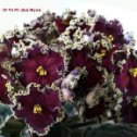 Фотография от Эписции фиалки ирисы глокси и др цветы