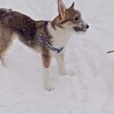 Фотография "Отдам в добрые руки собачку девочка, 5 мес. Привита,стерелезуют. Дома спокойная,гуляет на улице. В еде не прихотлива. Найдись добрый хозяин. 
"