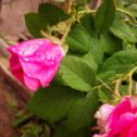 Фотография "Розы после дождя!"
