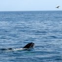 Фотография "Может, сказать что хотел? :)

Смотрим китов у Cape Cod."