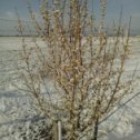 Фотография "в Крыму деревья на столько суровые что не ждут весну"