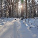 Фотография "Сосновая роща в нашем городке "