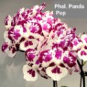 Фотография "Phalaenopsis Panda Pop big lip Азия.Размер горшка 2,5 дюйма. Цветущий куст, фото в комментариях.Цена 1700 руб. "