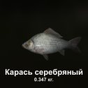 Фотография "https://ok.ru/game/trophyfishing2?63329 Карась серебряный, Карповые, 0.347kg, Волга, База Волга, TF-3000, Опарыш.  #Карась серебряный #Карповые #Волга #База Волга #Опарыш #trophy #fishing #fish #трофейная #рыбалка #рыба"