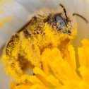 Фотография "#пчелы #пчеловодство"