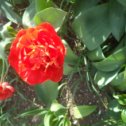 Фотография "Пионовидные тюльпаны"