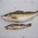 Фотография "Судак 5,3 кг. и 1 кг., пойманы на Десногорском водохранилище."