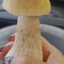 Фотография "Оказывается сегодня день сбора грибов"
