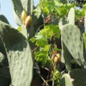 Фотография "Плоды кактуса, между прочим съедобные."