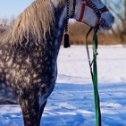 Фотография от Александр Каламбет