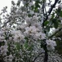 Фотография "Весна....."