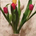 Фотография "обожаю тюльпаны!"
