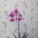 Фотография "Мои  орхидеи..."