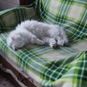 Фотография "Ни у каждого кота есть свой диван "