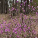 Фотография "Где-то  багульник  на  сопках  цветёт...  Привет  из  Хабаровского  края  от  нашей  землячки."
