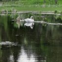 Фотография "На лето прилетают на свой пруд "