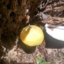 Фотография "https://www.instagram.com/p/BkZ0dvgA5am/?igref=okru
Сезон грибов начался! .
.
.
#трутовик 
#ивняки 
#грибнаяохота 
Каждый год-новый гриб в моей охоте!"