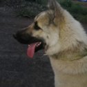 Фотография "Найден пёс на трассе Кузнецк-Запсиб, срочно ищу хозяина"