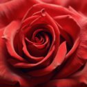 Фотография "… О дивной розе без шипов
Давно твердят в стихах и прозе;
Издревле молим мы богов
Открыть нам путь к чудесной розе…
Вильям Шекспир"