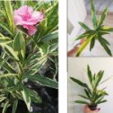 Фотография "Nerium oleander variegatus — Олеандр вариегатный.
Ценится у садоводов за необычно пеструю вариегатную окраску листьев.
Очень редкий сорт!красивоцветущий многолетник, отличающийся пестрыми листьями. Основной тон листовой пластинки — темно-зеленый. По этому фону разбросаны кремово-белые пятна неправильной формы, что придает этому виду олеандра причудливую декоративность. Вариегатная разновидность розового олеандра покоряет сердца садоводов шикарными ароматными цветками. Дерево вариегатного олеандра может вырасти до 3 м в высоту, но это происходит лишь в регионах с очень теплым климатом, где он украшает сады, парки и бульвары. В регионах средней полосы России он остается небольшим растением.  1000"