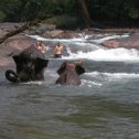 Фотография "купание слонов в горной речке"