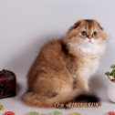 Фотография от Питомник кошек- ВОСХОДЯЩЕЕ СОЛНЦЕ