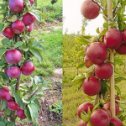 Фотография "Колоновидная яблоня Джин, цена 540 руб."