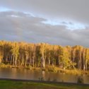 Фотография "Осеннее золото в Березовом уюте д.Калинкино"