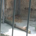 Фотография "Тигр ,Ташкентский зоопарк 23.04.24"