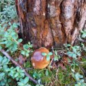 Фотография "Белый гриб в Эммаусском лесу. 04.11.2018 г."