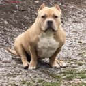 Фотография от American Bully Queen RC Remyline Kennel