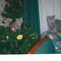 Фотография "Котики - Главное украшение на Новогодней Елке!🎄"