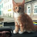 Фотография "Котик мейн-кун красавец, приучен к лотку, родители с документами. 15 тыс. "