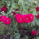 Фотография "https://www.instagram.com/p/Bj9QRMCnKC9/?igref=okru
Гроздья роз #красотаприроды #люблюцветы #rose #nature #naturelovers #naturephotography #summertime #photo #love #flowers #favoriteflowers"