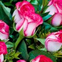 Фотография "Сухотину Наталью поздравляю С Днём Рождения. Эти розы для тебя. Оставайся на долгие годы такой красивой, доброй, позитивной, пусть ненастья обходят тебя, а все родные и друзья будут рядом. "