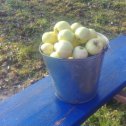 Фотография "7 ноября - продолжаем собирать урожай яблок."