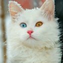 Фотография от Пуфик Котобасий