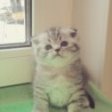 Фотография от Продажа котят британские Шиншиллы