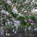 Фотография "Расцветали яблоня и вишня#восадуливогороде 🍎🍒"
