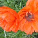 Фотография "Mohn
Мак "