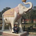 Фотография "Слоны в Индии... "