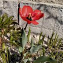 Фотография "Весна в Луганске. 10.04.2024."