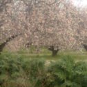 Фотография "цветущий миндаль на Кипре в феврале"