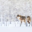 Фотография от Владимир Санатов