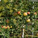 Фотография "https://www.instagram.com/p/BnEWlQInqRQ/?igref=okru
Ждём первый урожай молодой яблоньки :). #яблоня #урожайяблок #усадьбабагиры #сад #usadbabagiry #garden"