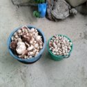 Фотография "Середина, ноября, а мы грибы собираем"