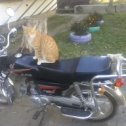 Фотография "Мой кот мотоцеклист"