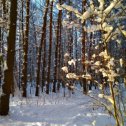 Фотография "Солнечное утро начала декабря. Лесопарк возле моего дома."